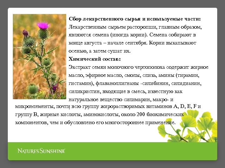 Сбор лекарственного сырья и используемые части: Лекарственным сырьем расторопши, главным образом, являются семена (иногда