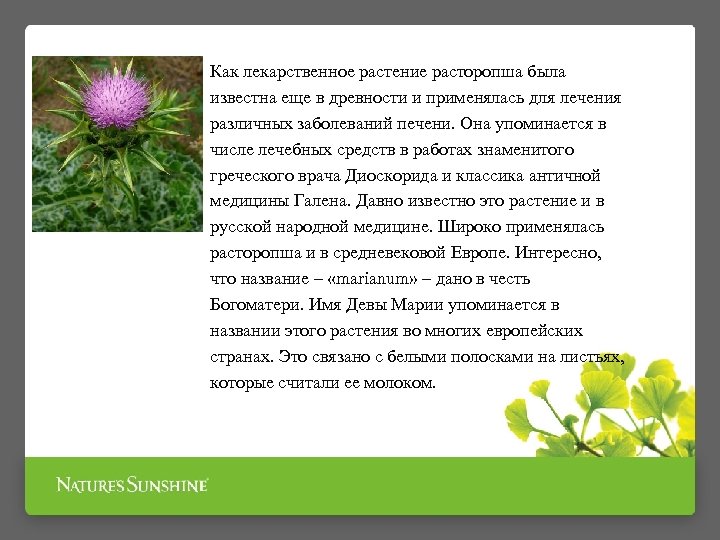 Как лекарственное растение расторопша была известна еще в древности и применялась для лечения различных