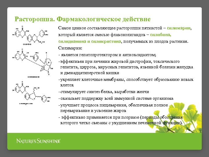 Расторопша. Фармакологическое действие Самое ценное составляющее расторопши пятнистой – силимарин, который является смесью флавонолигандов