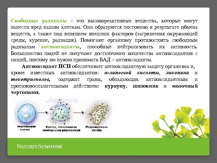 Свободные радикалы – это высокореактивные вещества, которые могут нанести вред нашим клеткам. Они образуются