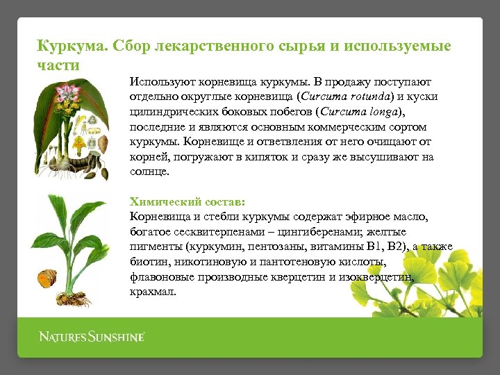 Куркума. Сбор лекарственного сырья и используемые части Используют корневища куркумы. В продажу поступают отдельно