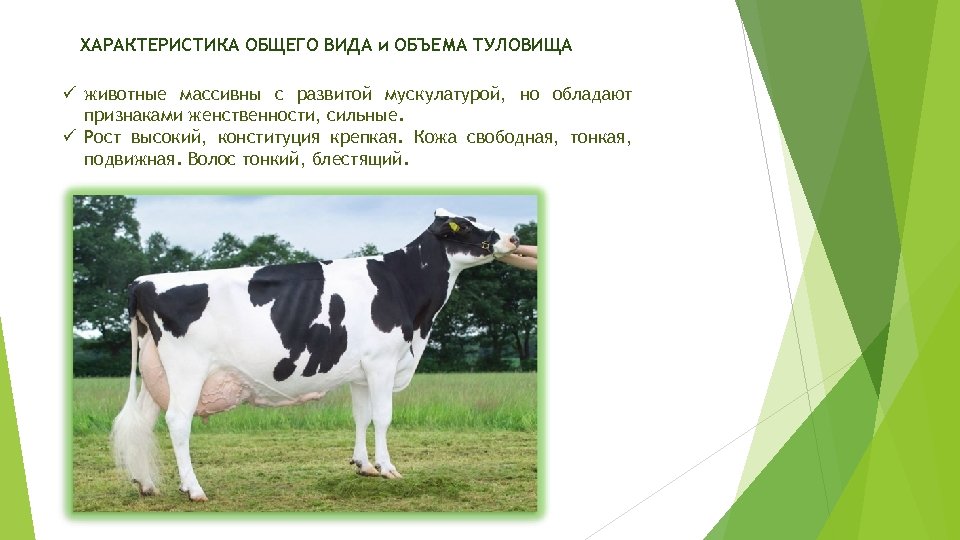 ХАРАКТЕРИСТИКА ОБЩЕГО ВИДА и ОБЪЕМА ТУЛОВИЩА ü животные массивны с развитой мускулатурой, но обладают