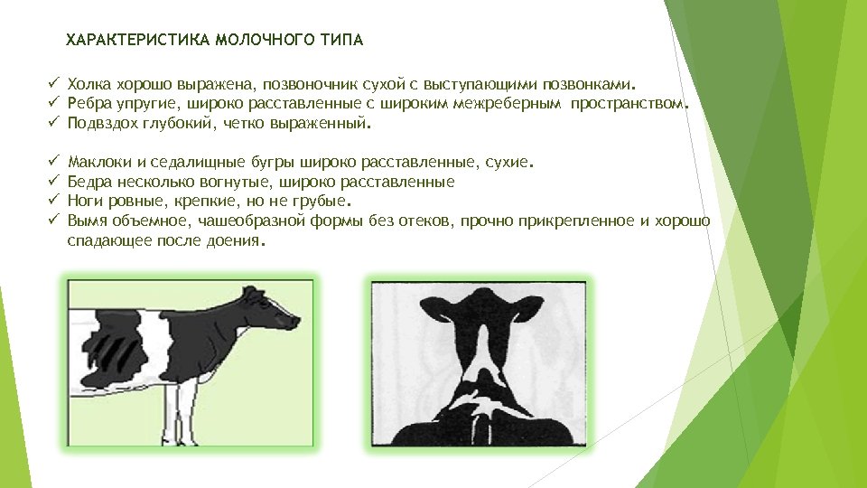 ХАРАКТЕРИСТИКА МОЛОЧНОГО ТИПА ü Холка хорошо выражена, позвоночник сухой с выступающими позвонками. ü Ребра