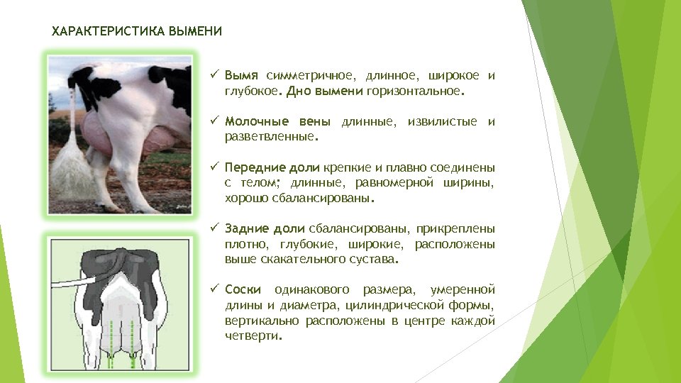 ХАРАКТЕРИСТИКА ВЫМЕНИ ü Вымя симметричное, длинное, широкое и глубокое. Дно вымени горизонтальное. ü Молочные