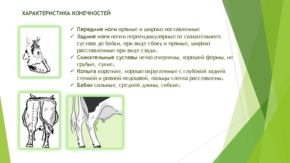 ХАРАКТЕРИСТИКА КОНЕЧНОСТЕЙ ü Передние ноги прямые и широко поставленные ü Задние ноги почти перпендикулярные