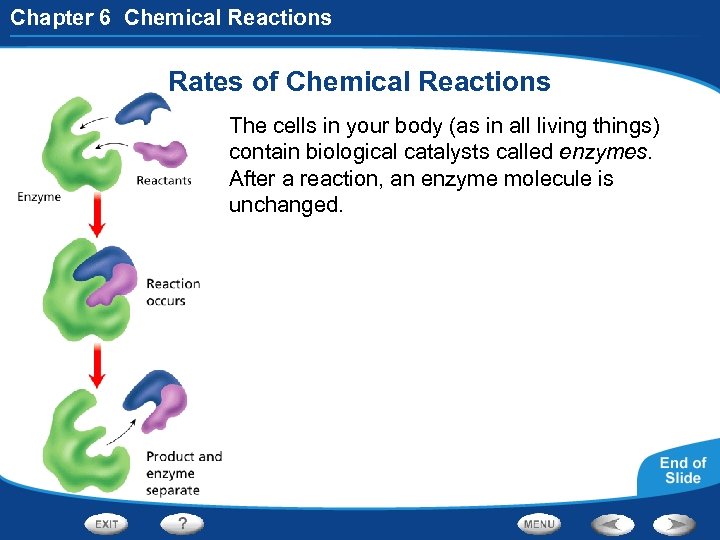 Chapter 6 Chemical Reactions Rates of Chemical Reactions The cells in your body (as