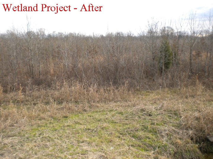 Wetland Project - After 