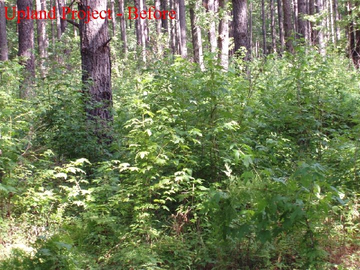 Upland Project - Before 