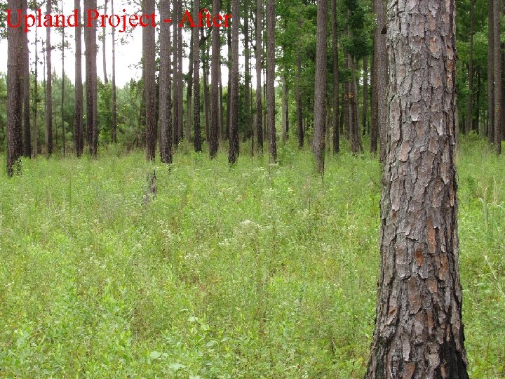 Upland Project - After 