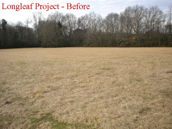 Longleaf Project - Before 