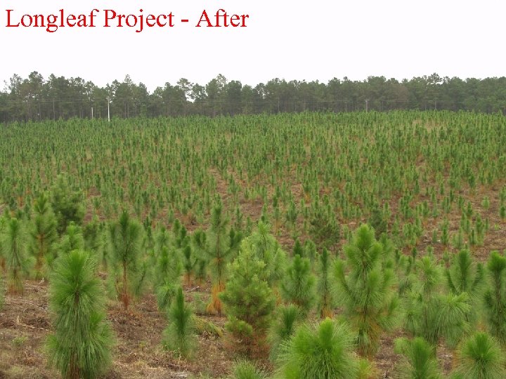 Longleaf Project - After 