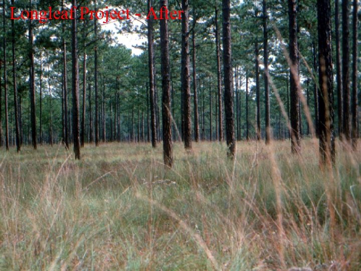 Longleaf Project - After 