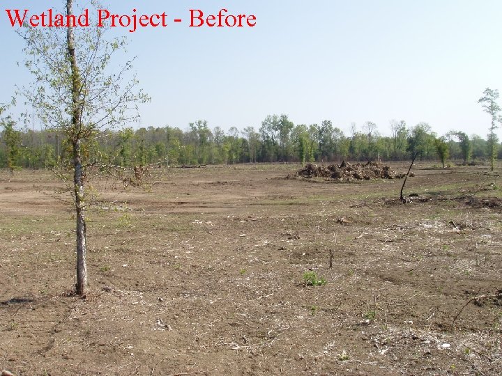 Wetland Project - Before 