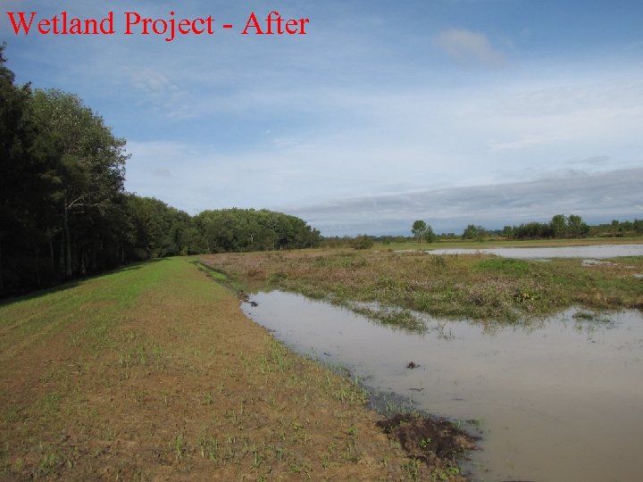 Wetland Project - After 