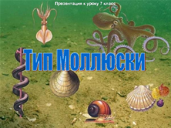 Презентация к уроку 7 класс 