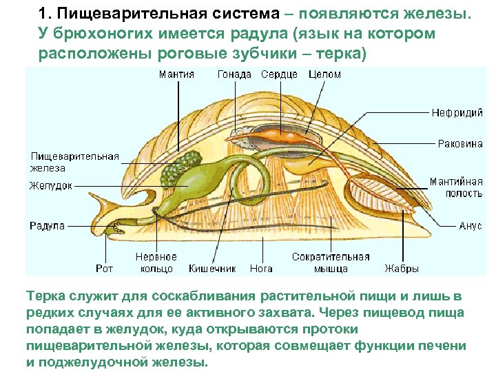 1. Пищеварительная система – появляются железы. У брюхоногих имеется радула (язык на котором расположены