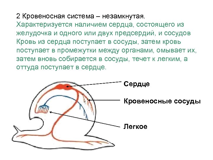 У каких животных незамкнутая. Схема кровеносной системы брюхоногих моллюсков. Схема замкнутой и незамкнутой кровеносных систем. Простая схема замкнутой кровеносной системы. Замкнутая кровеносная система схема.