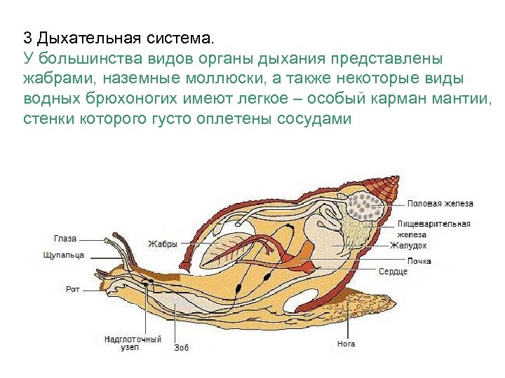 3 Дыхательная система. У большинства видов органы дыхания представлены жабрами, наземные моллюски, а также