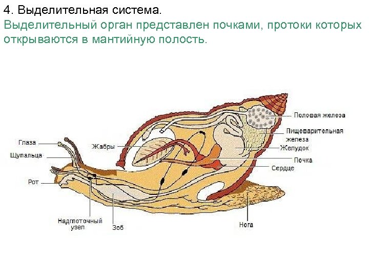 4. Выделительная система. Выделительный орган представлен почками, протоки которых открываются в мантийную полость. 