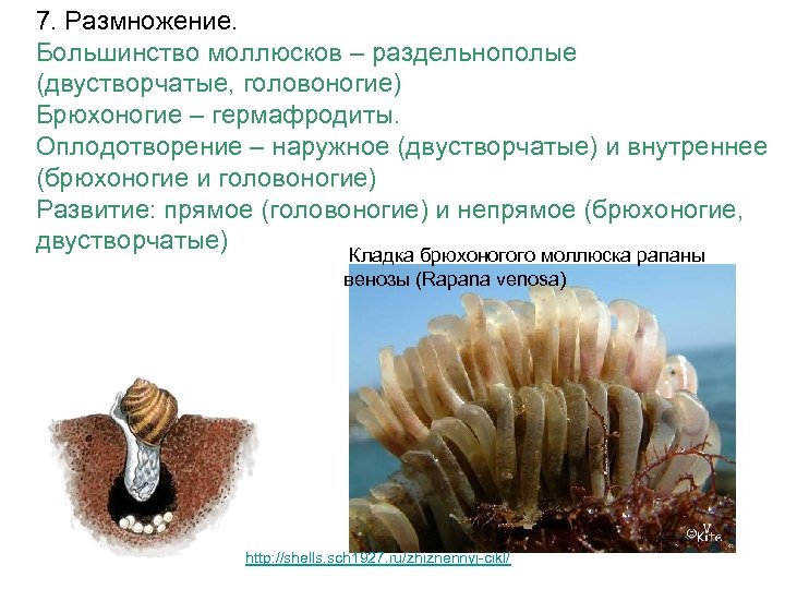 7. Размножение. Большинство моллюсков – раздельнополые (двустворчатые, головоногие) Брюхоногие – гермафродиты. Оплодотворение – наружное