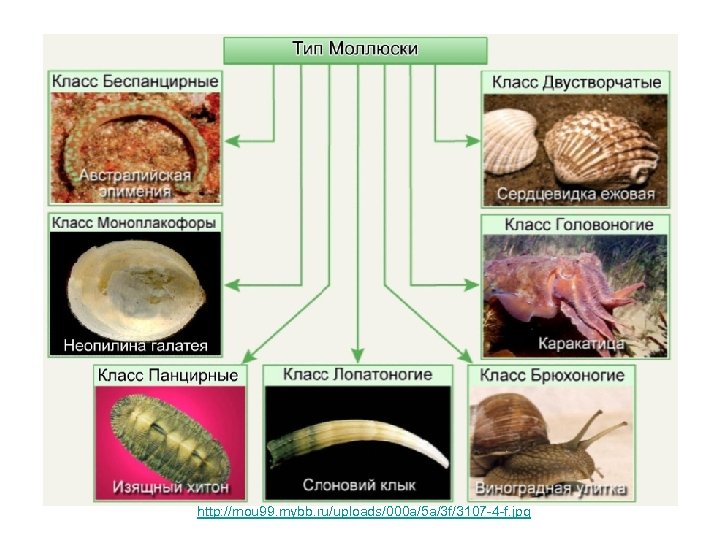 http: //mou 99. mybb. ru/uploads/000 a/5 a/3 f/3107 -4 -f. jpg 