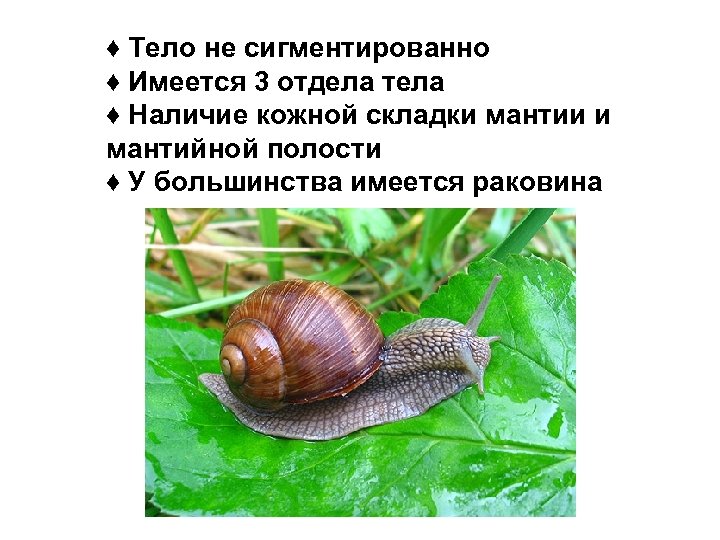 ♦ Тело не сигментированно ♦ Имеется 3 отдела тела ♦ Наличие кожной складки мантии