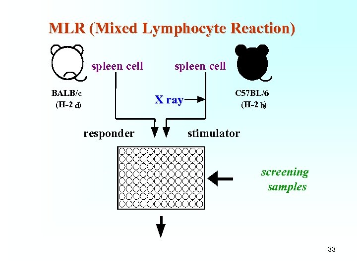 MLR (Mixed Lymphocyte Reaction) spleen cell BALB/c (H-2 d) spleen cell X ray responder