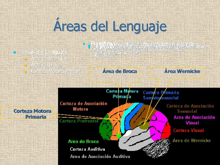 Áreas del Lenguaje n n n n Planificalos sonidos al significado de las palabras.