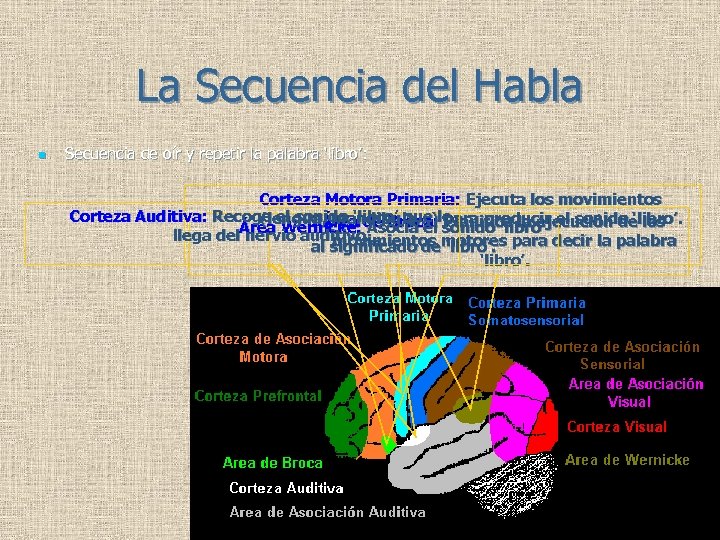 La Secuencia del Habla n Secuencia de oír y repetir la palabra ‘libro’: Corteza