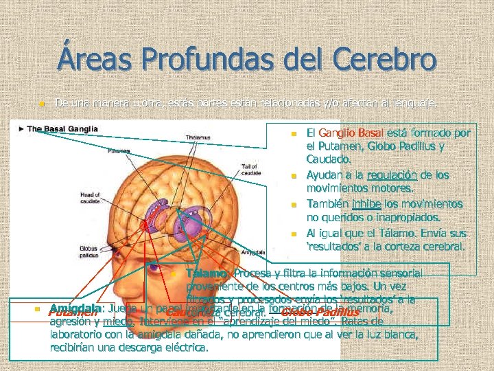 Áreas Profundas del Cerebro n De una manera u otra, estás partes están relacionadas