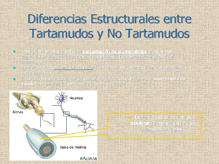 Diferencias Estructurales entre Tartamudos y No Tartamudos n n n Sommer encontró una profunda
