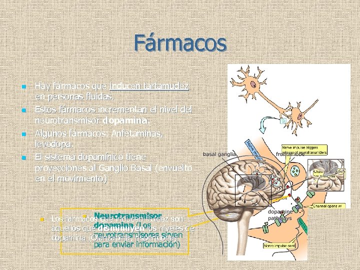 Fármacos n n Hay fármacos que inducen tartamudez en personas fluidas. Estos fármacos incrementan