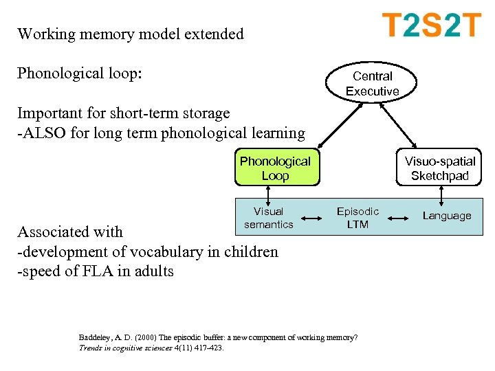 Working memory model extended Phonological loop: Central Executive Important for short-term storage -ALSO for