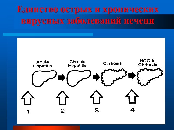 Единство острых и хронических вирусных заболеваний печени 