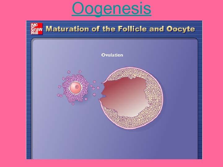 Oogenesis 