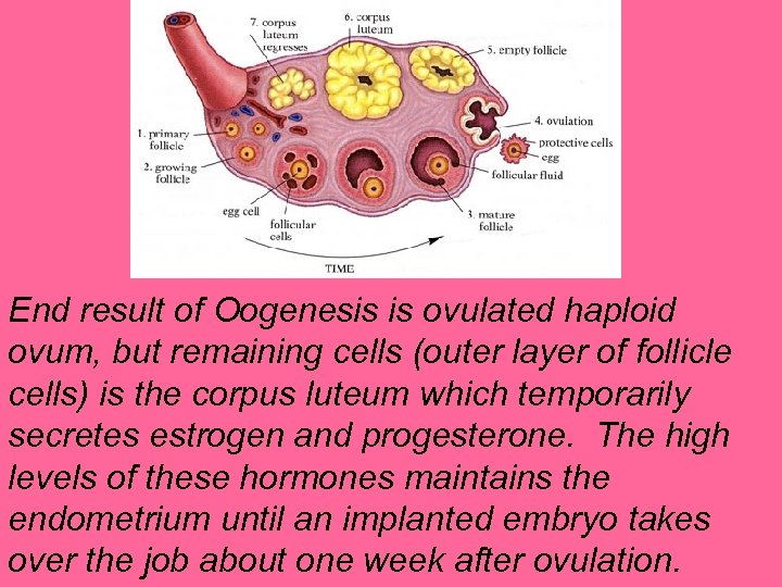 End result of Oogenesis is ovulated haploid ovum, but remaining cells (outer layer of