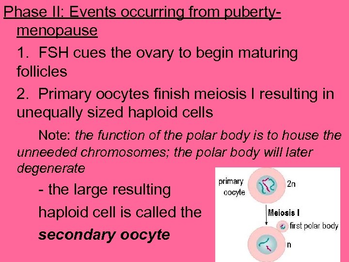 Phase II: Events occurring from pubertymenopause 1. FSH cues the ovary to begin maturing