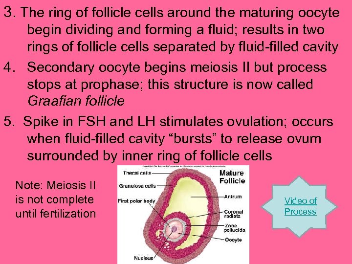3. The ring of follicle cells around the maturing oocyte begin dividing and forming