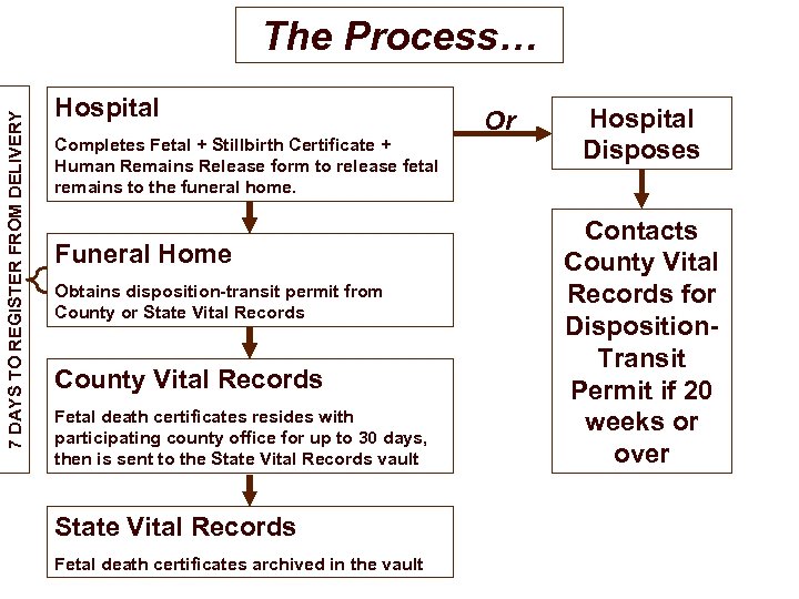 7 DAYS TO REGISTER FROM DELIVERY The Process… Hospital Completes Fetal + Stillbirth Certificate