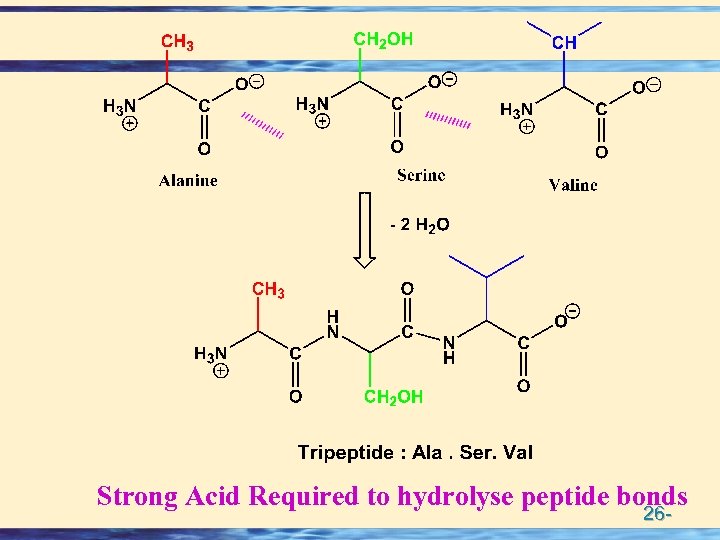 Strong Acid Required to hydrolyse peptide bonds 26 - 
