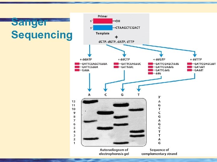 Sanger Sequencing 26 - 