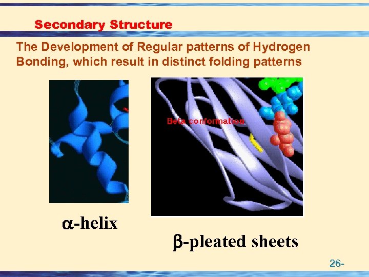 Secondary Structure The Development of Regular patterns of Hydrogen Bonding, which result in distinct
