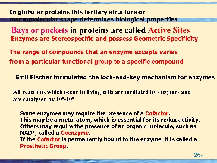 In globular proteins this tertiary structure or macromolecular shape determines biological properties Bays or