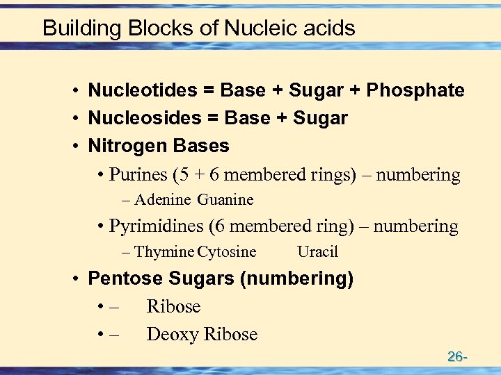 Building Blocks of Nucleic acids • Nucleotides = Base + Sugar + Phosphate •