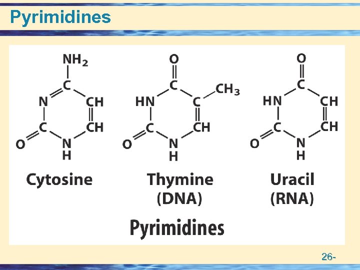 Pyrimidines 26 - 