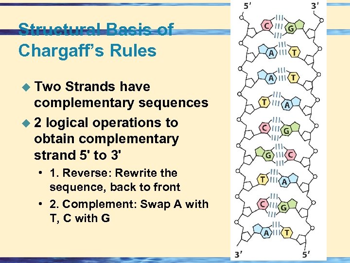 Structural Basis of Chargaff’s Rules u Two Strands have complementary sequences u 2 logical