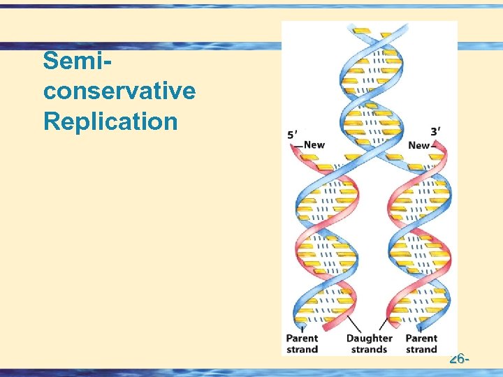 Semiconservative Replication 26 - 