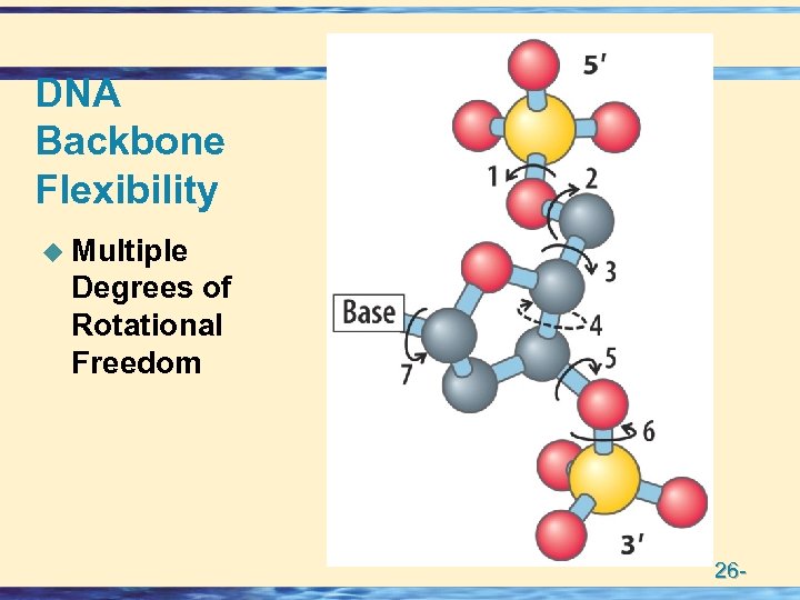 DNA Backbone Flexibility u Multiple Degrees of Rotational Freedom 26 - 