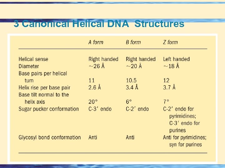 3 Canonical Helical DNA Structures 26 - 