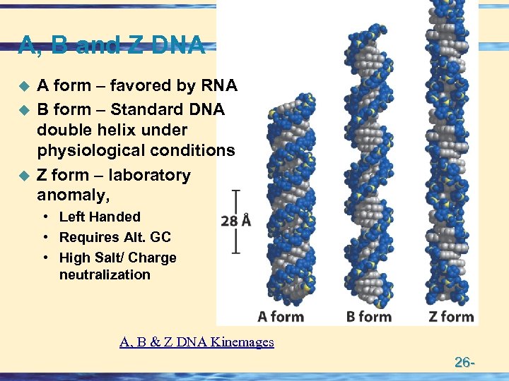 A, B and Z DNA u u u A form – favored by RNA